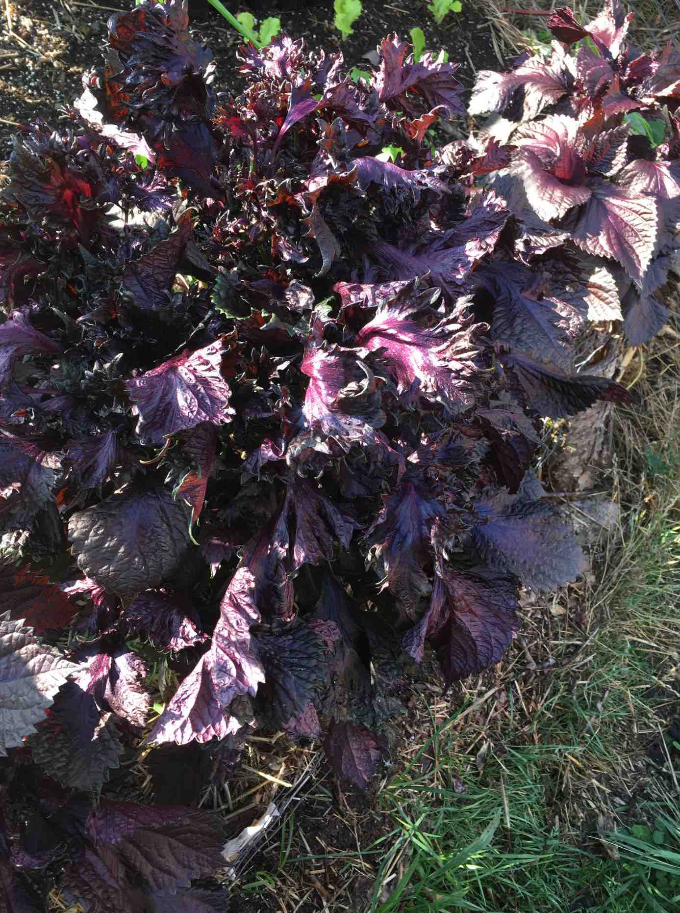 紫蘇シロップ〜Shiso Syrup〜