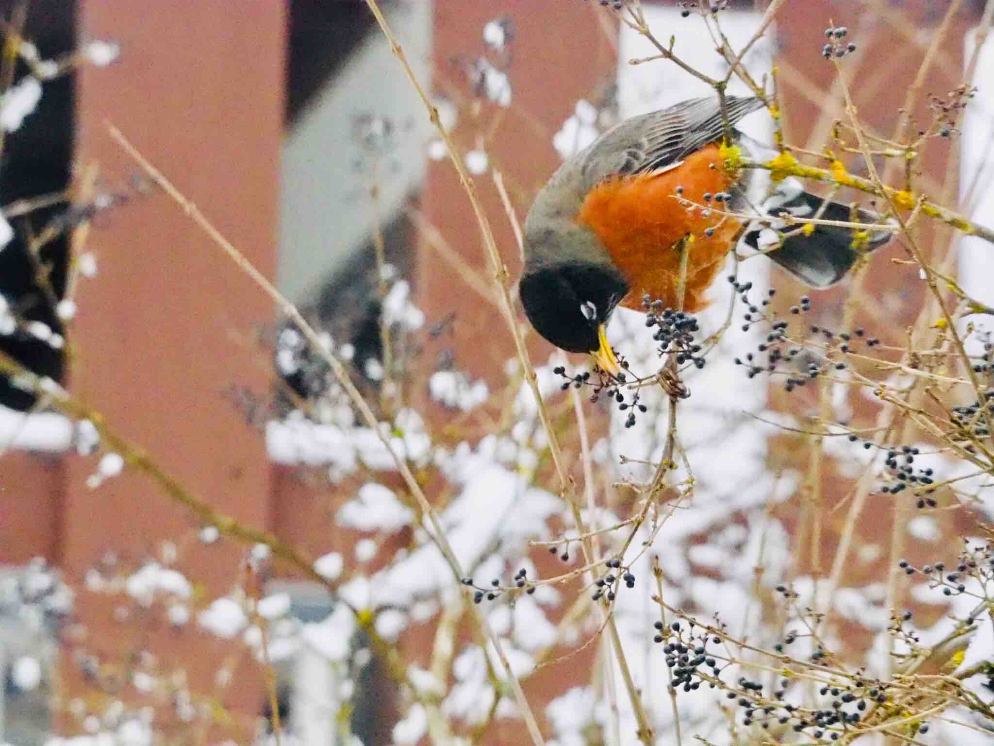 庭に来る野鳥たち