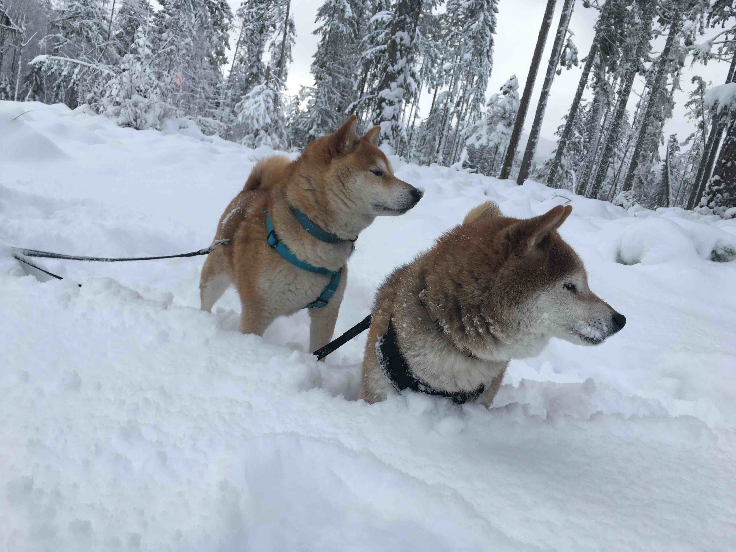 犬と雪