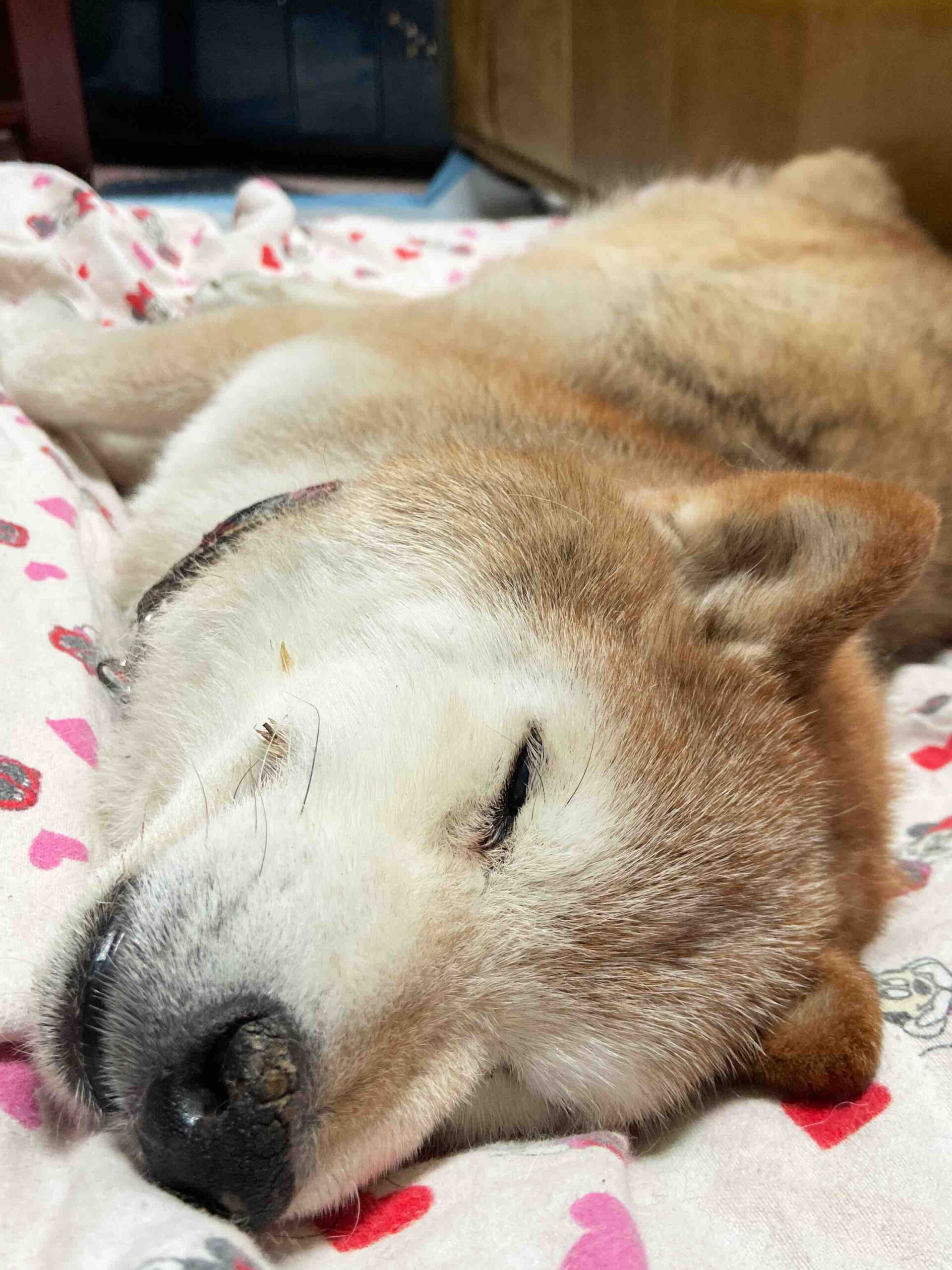 柴じーちゃんの老犬日記３